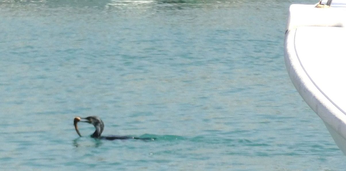 魚食野鳥たちの賢い棲み分け 土佐料理 旬の鰹がゆく