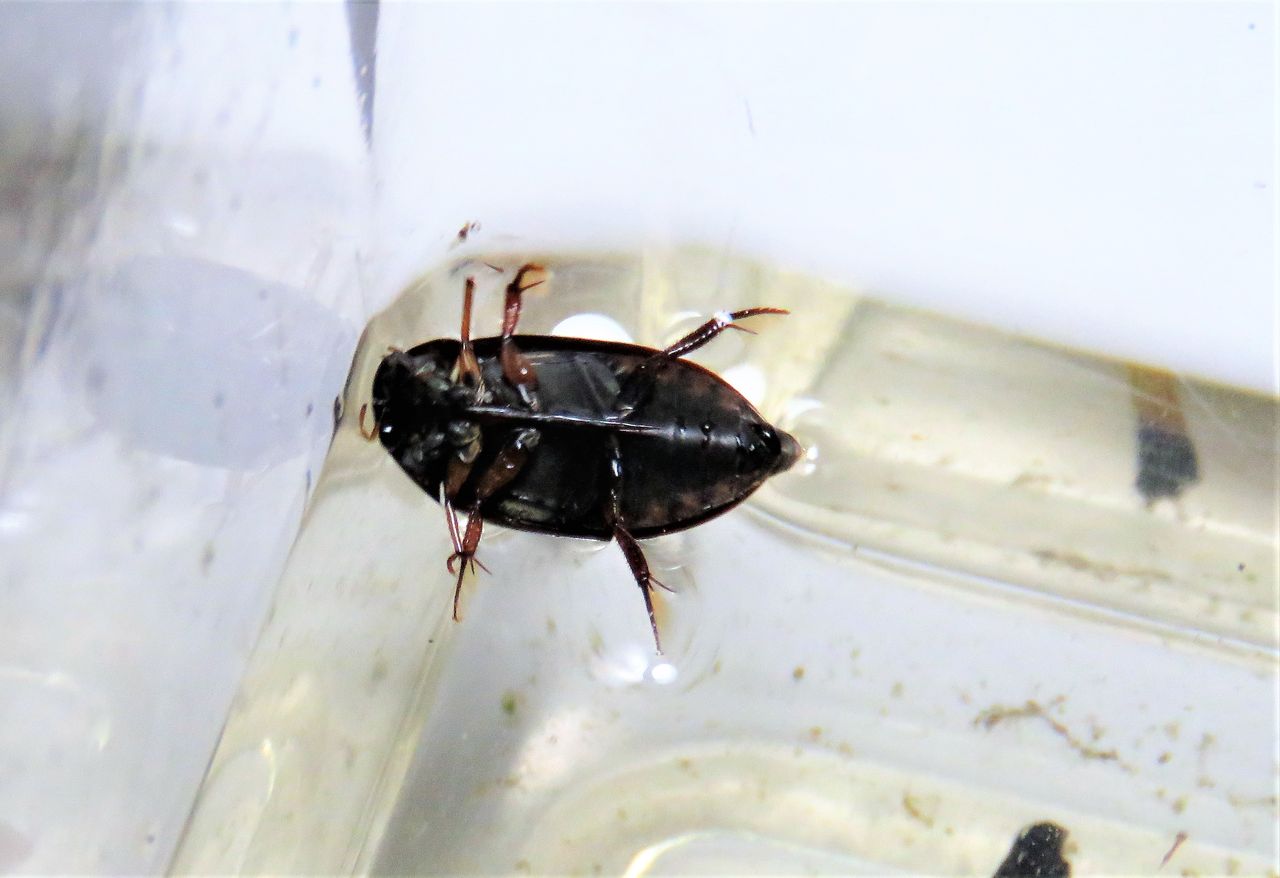 土佐料理 旬の鰹がゆく! 夏の安田川の川筋に見られる生き物 水生昆虫編 コメント 土佐料理 鰹
