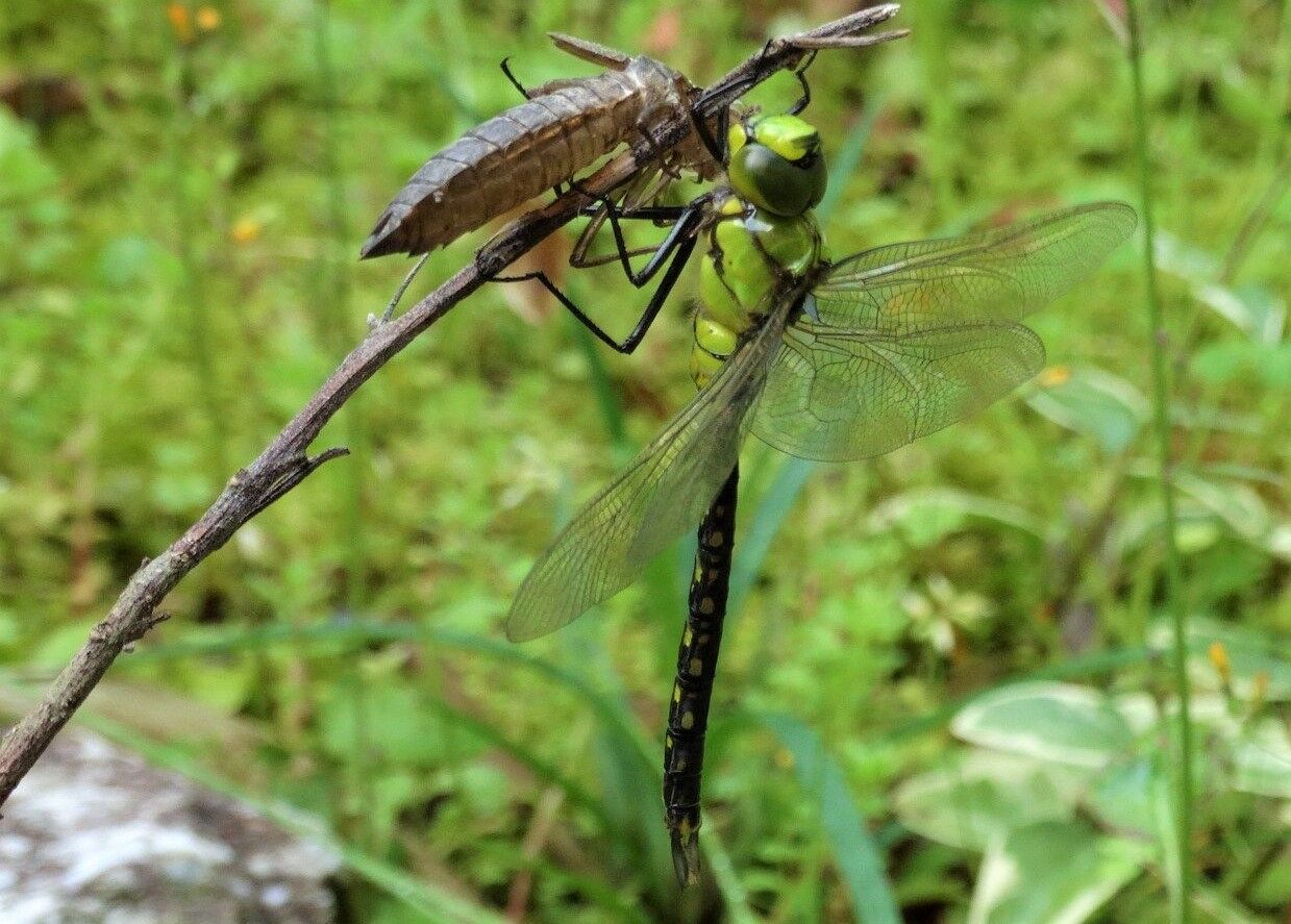 高知のトンボ 土佐料理 旬の鰹がゆく