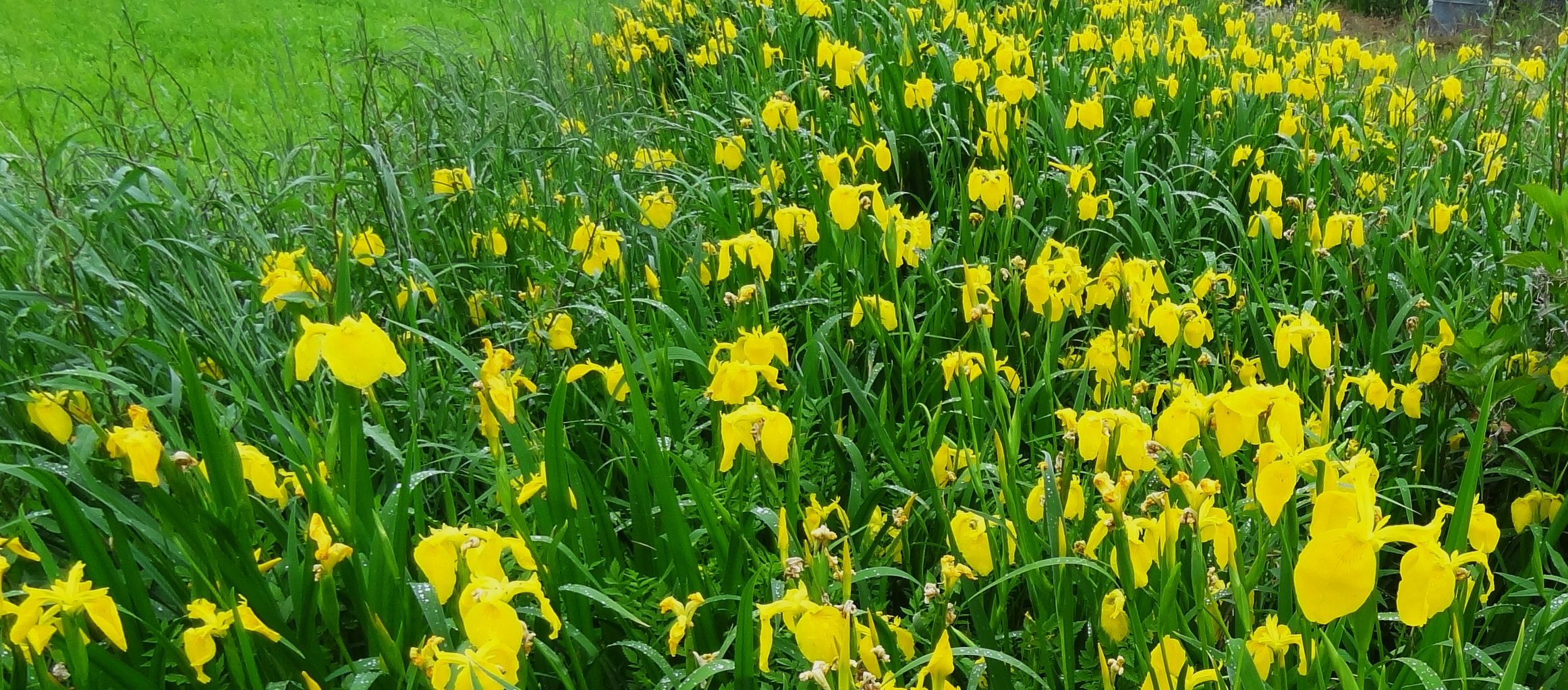初夏の香南市蓮池 土佐料理 旬の鰹がゆく