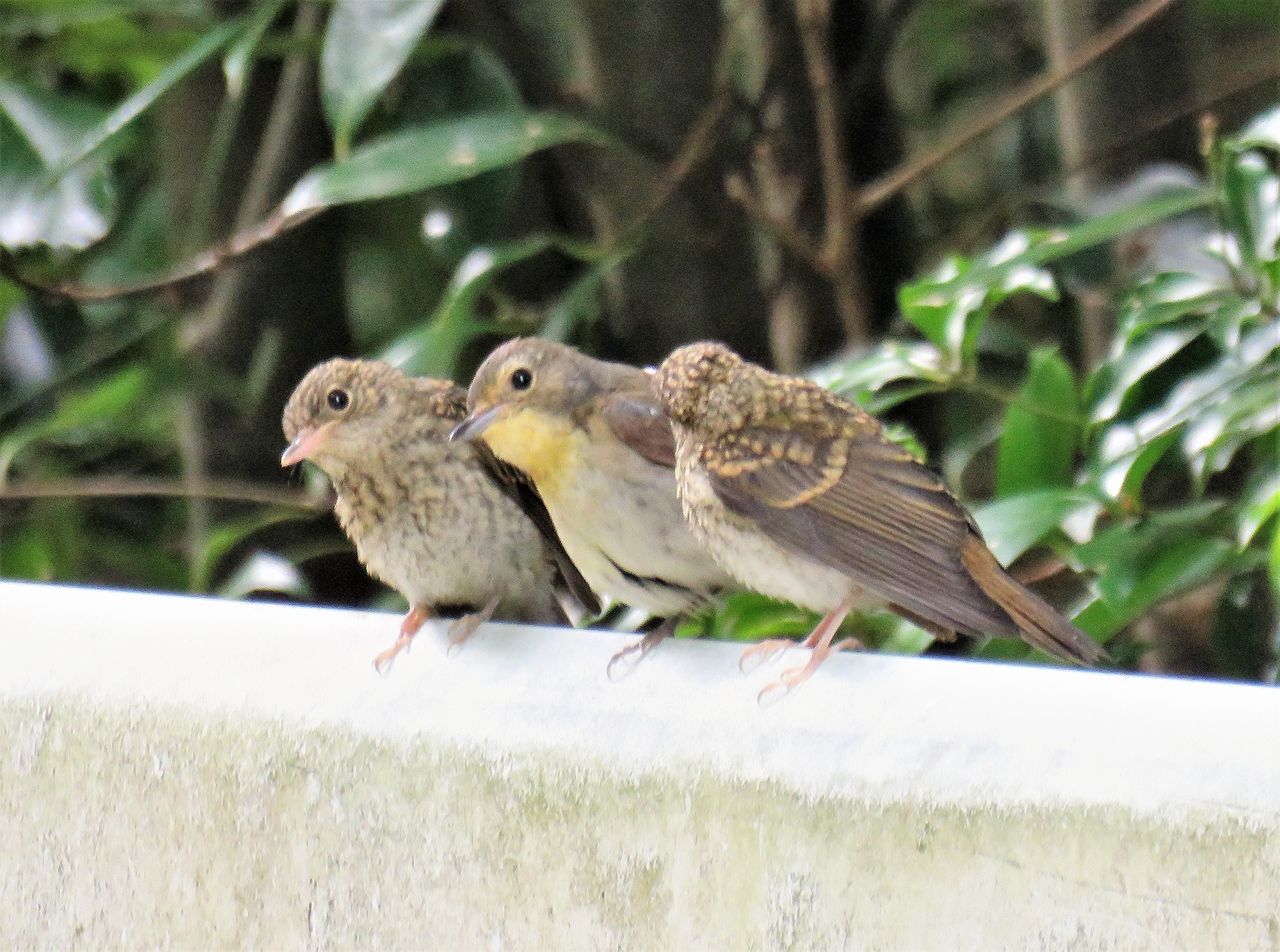 令和生まれのキビタキ三兄弟 土佐料理 旬の鰹がゆく
