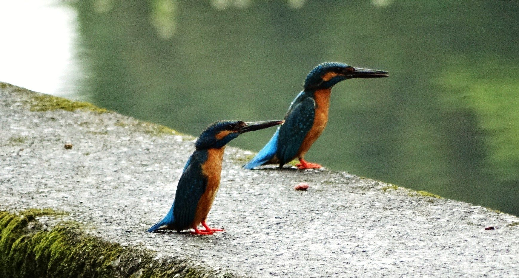 カワセミ 2羽 剥製