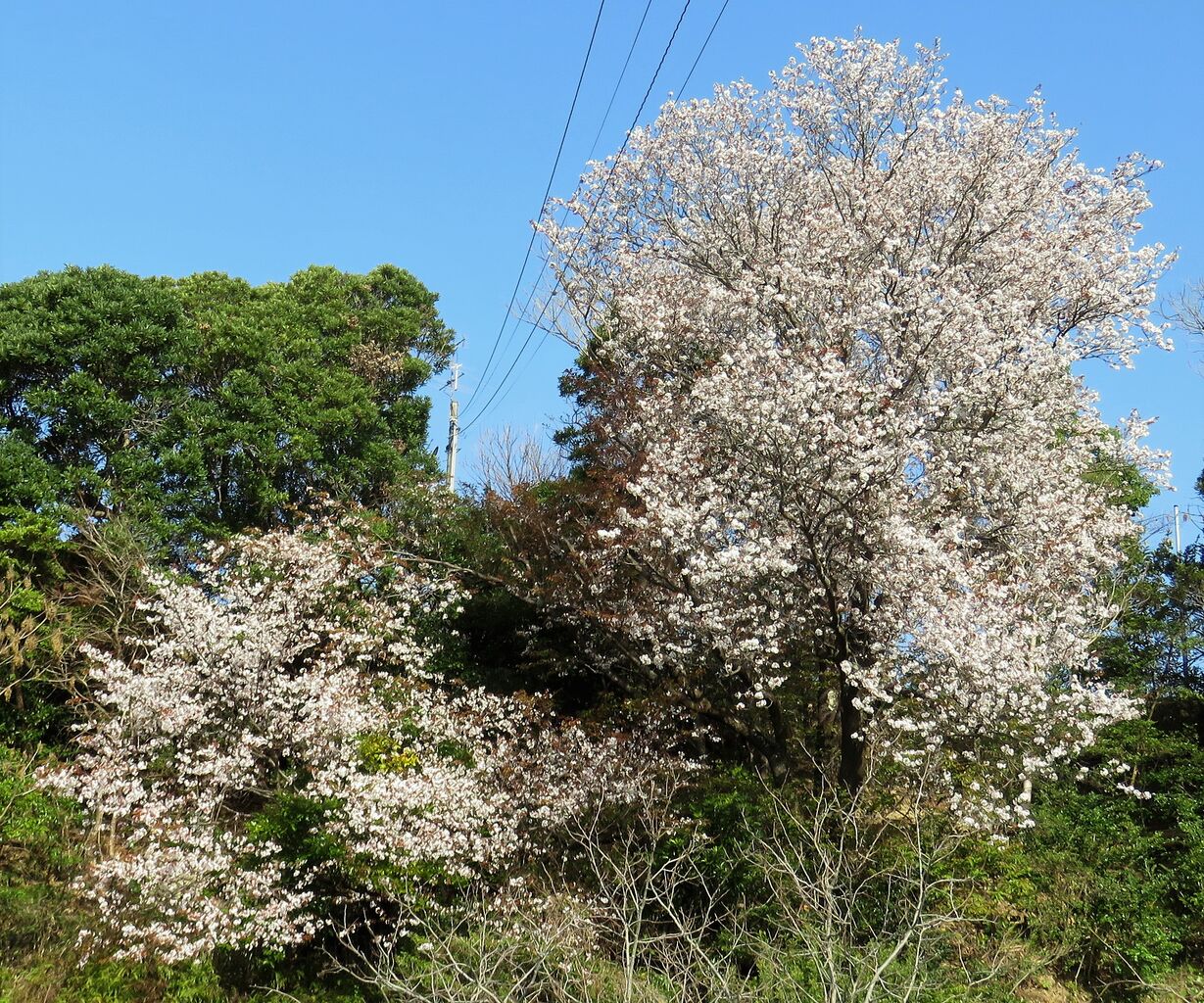 急遽な花見 土佐料理 旬の鰹がゆく