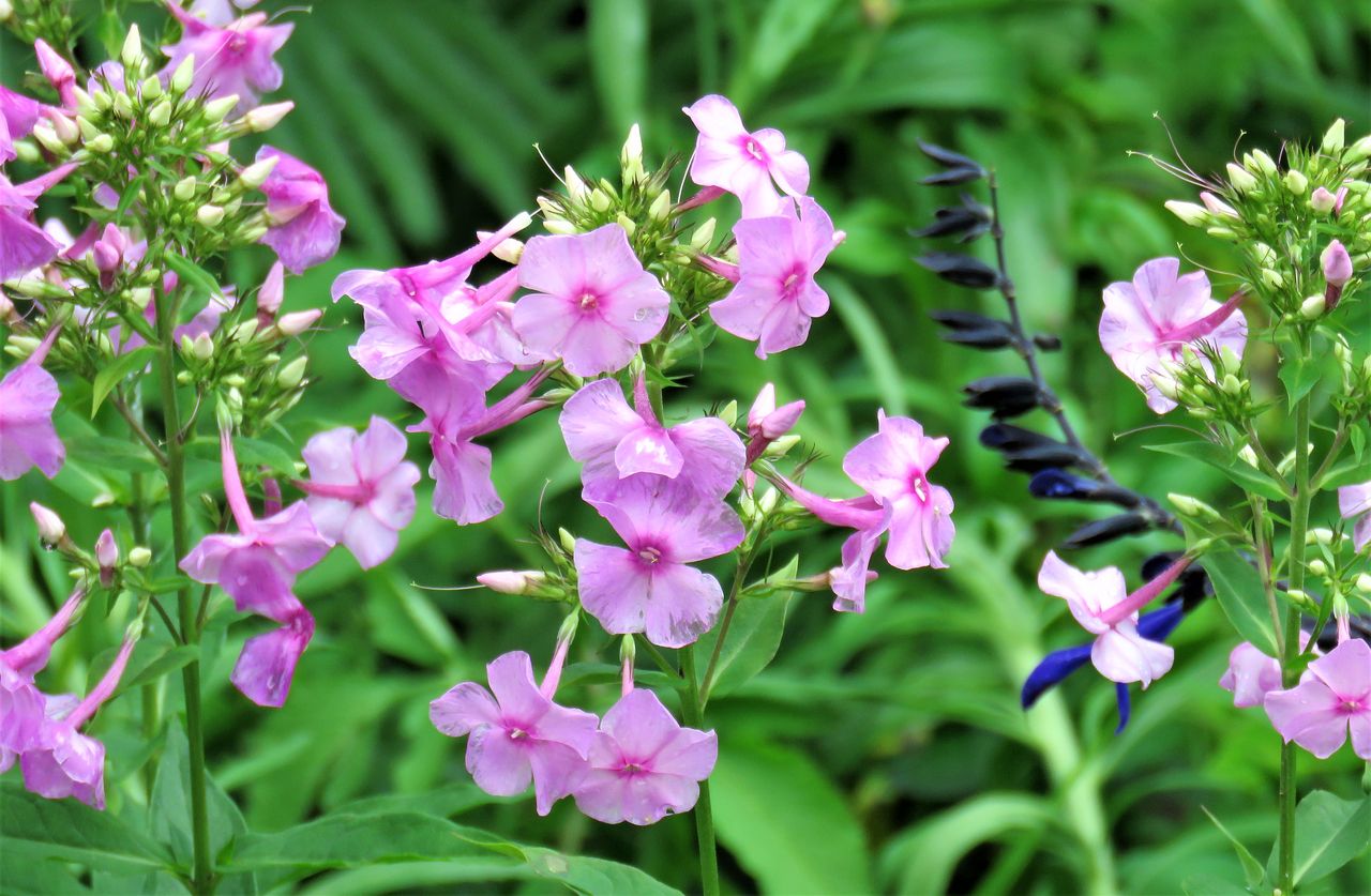 夏草原を飾るピンクの花 土佐料理 旬の鰹がゆく 夏草原を飾るピンクの花 土佐料理 旬の鰹がゆく