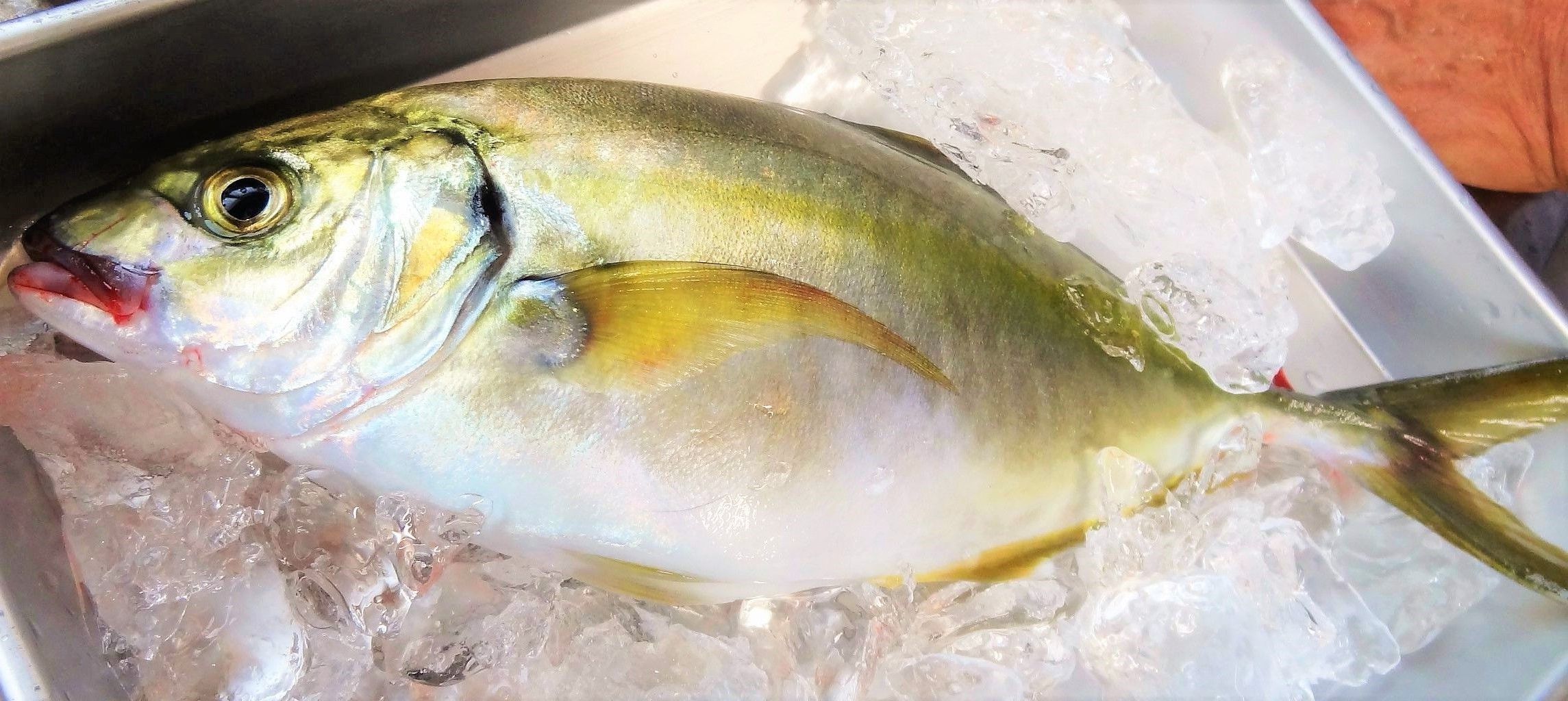 コセアジ シマアジ とベイケン カイワリ 土佐料理 旬の鰹がゆく