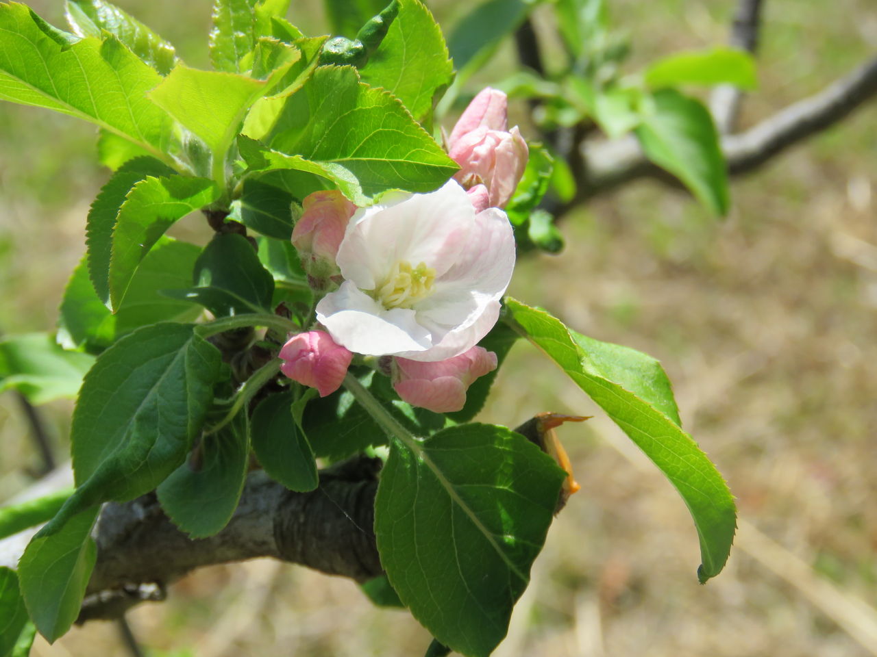 里山に咲く花樹で感じる季節感 土佐料理 旬の鰹がゆく