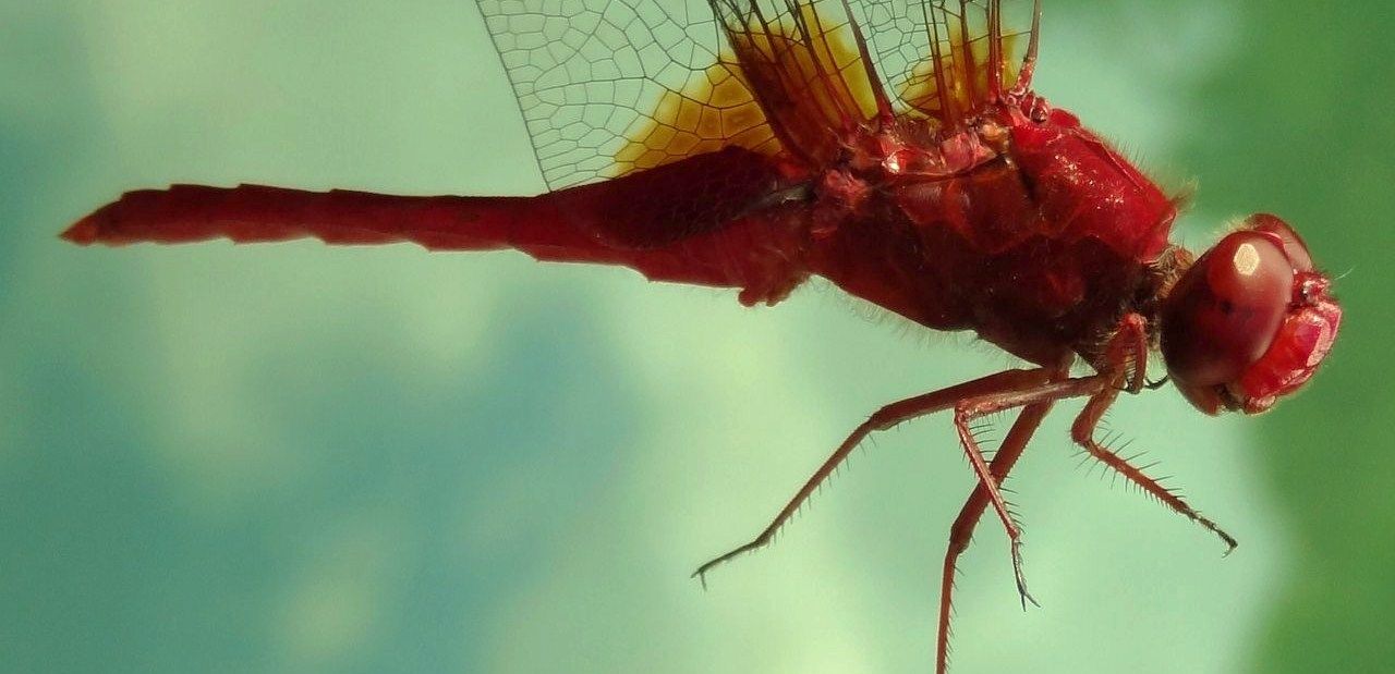 世界一の色 : 土佐料理 旬の鰹がゆく！