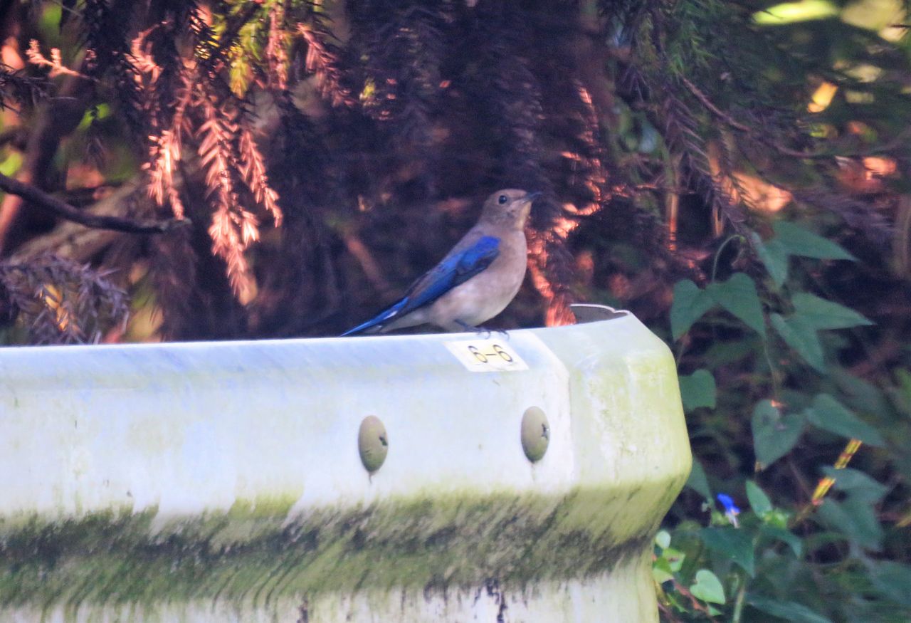 露草いろに染まるオオルリ幼鳥の秋色 土佐料理 旬の鰹がゆく