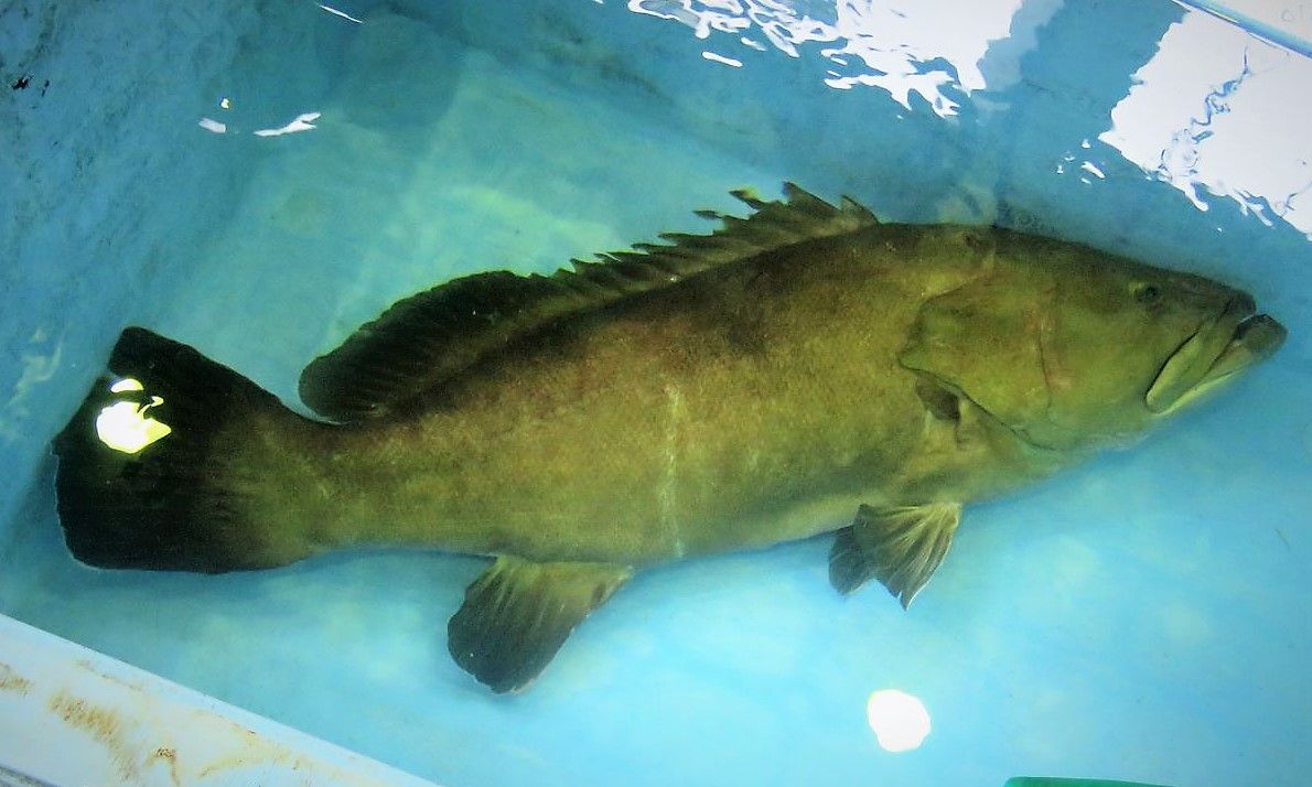 秋の手結漁港で水揚げされていた大型マグロ類 土佐料理 旬の鰹がゆく 秋の手結漁港で水揚げされていた大型マグロ類 土佐料理 旬の鰹がゆく