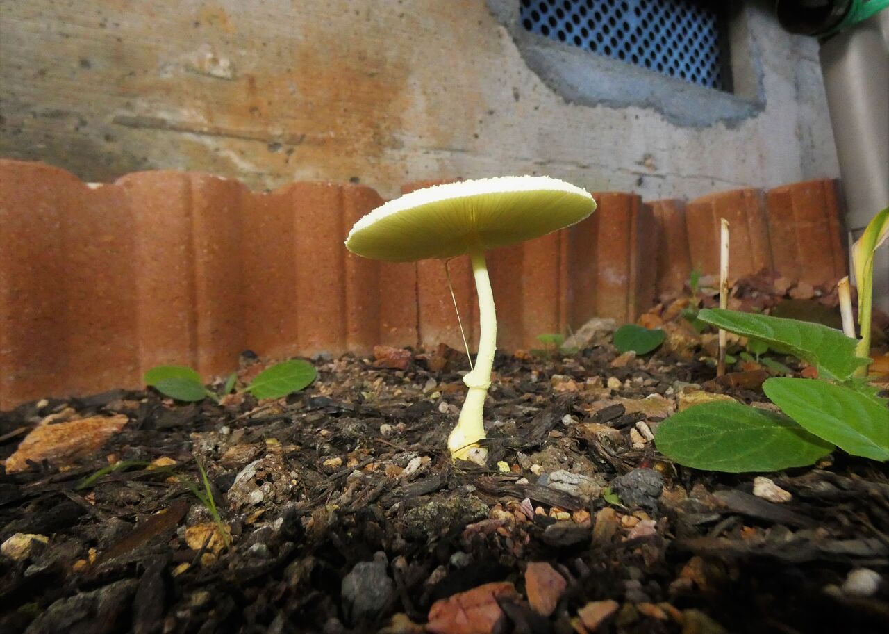 我が家にも菌が蔓延 黄金絹唐傘茸 土佐料理 旬の鰹がゆく 我が家にも菌が蔓延 黄金絹唐傘茸 土佐料理 旬の鰹がゆく