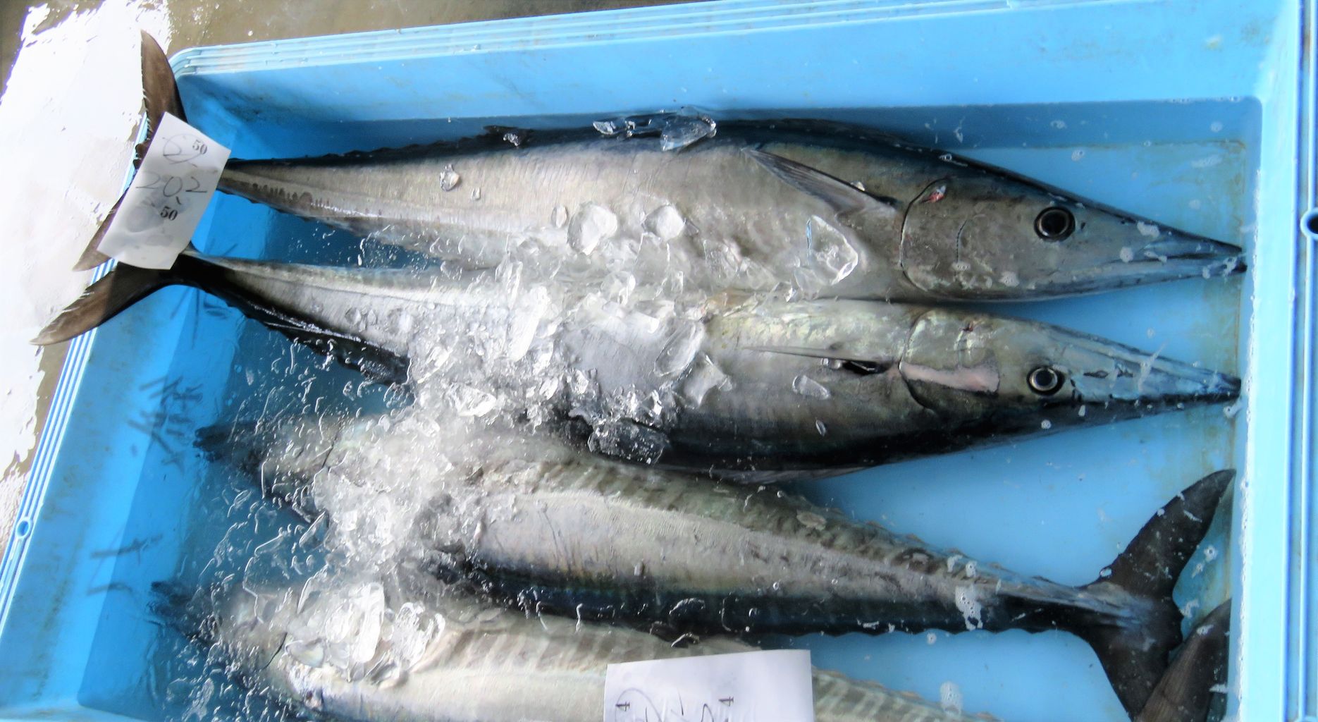 鰆と沖鰆 土佐料理 旬の鰹がゆく 鰆と沖鰆 土佐料理 旬の鰹がゆく