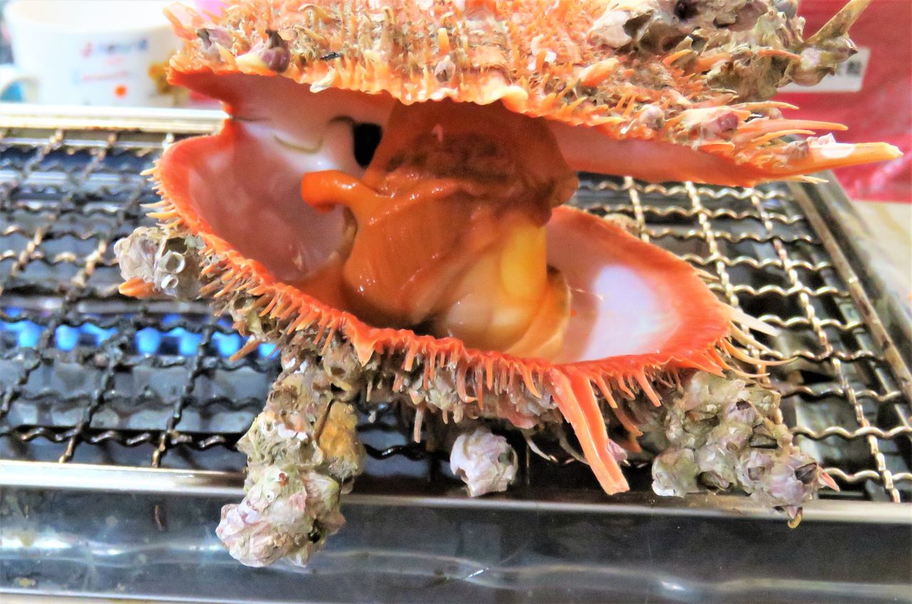 散牡丹（チリボタン）⁉ 珍貝を味わう : 土佐料理 旬の鰹がゆく！