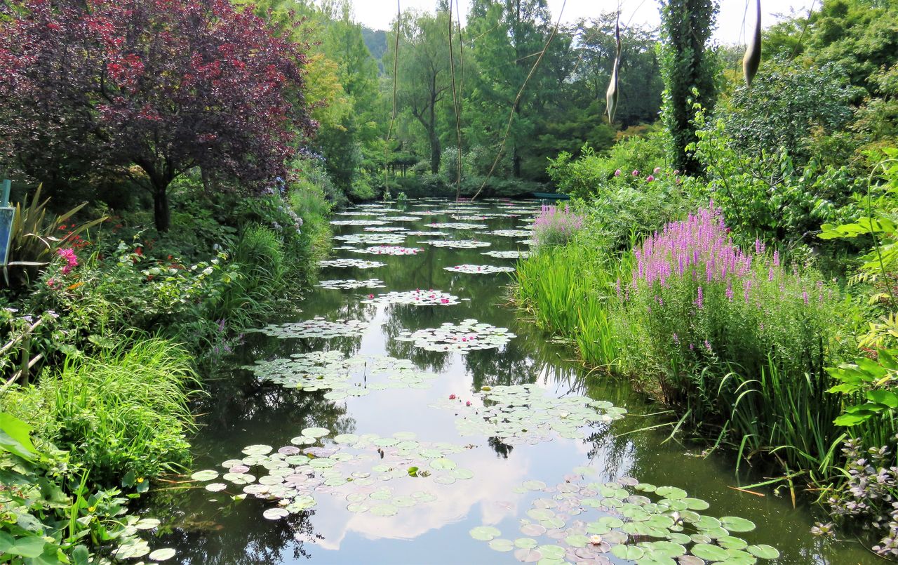 ２０１７夏モネの庭 土佐料理 旬の鰹がゆく