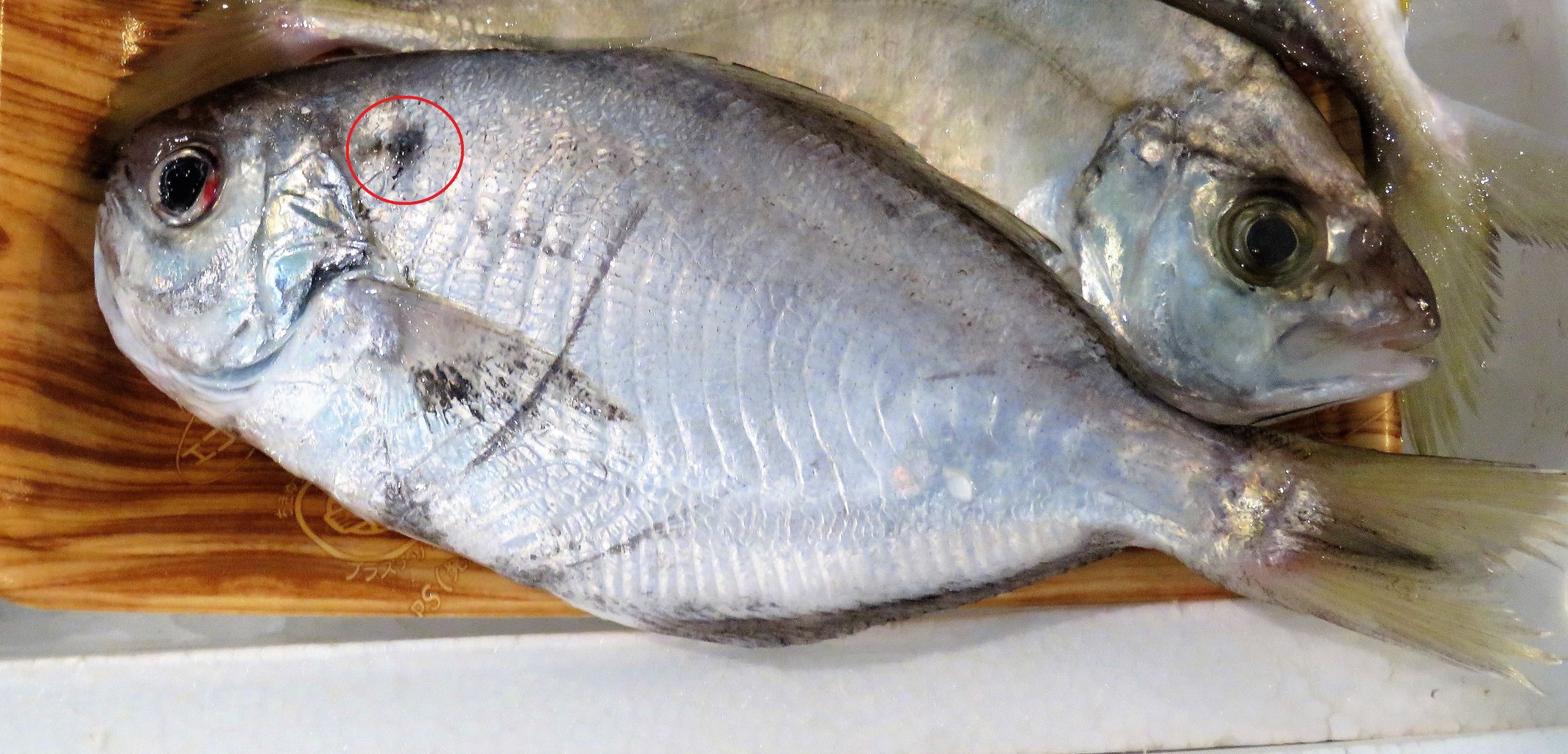 イボダイ科 Medusafish Japaneseclass Jp イボダイ科 Medusafish Japaneseclass Jp