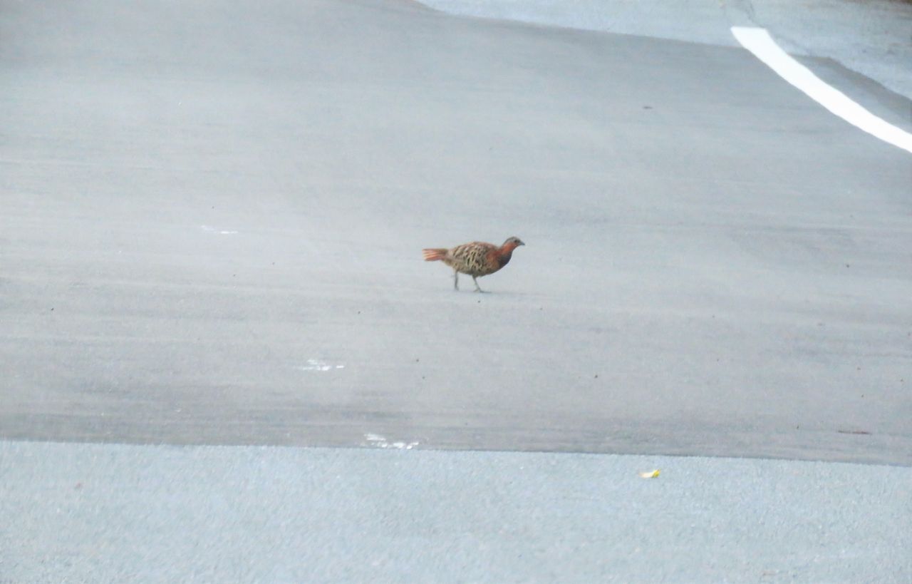 小綬鶏の散歩道 土佐料理 旬の鰹がゆく 小綬鶏の散歩道 土佐料理 旬の鰹がゆく
