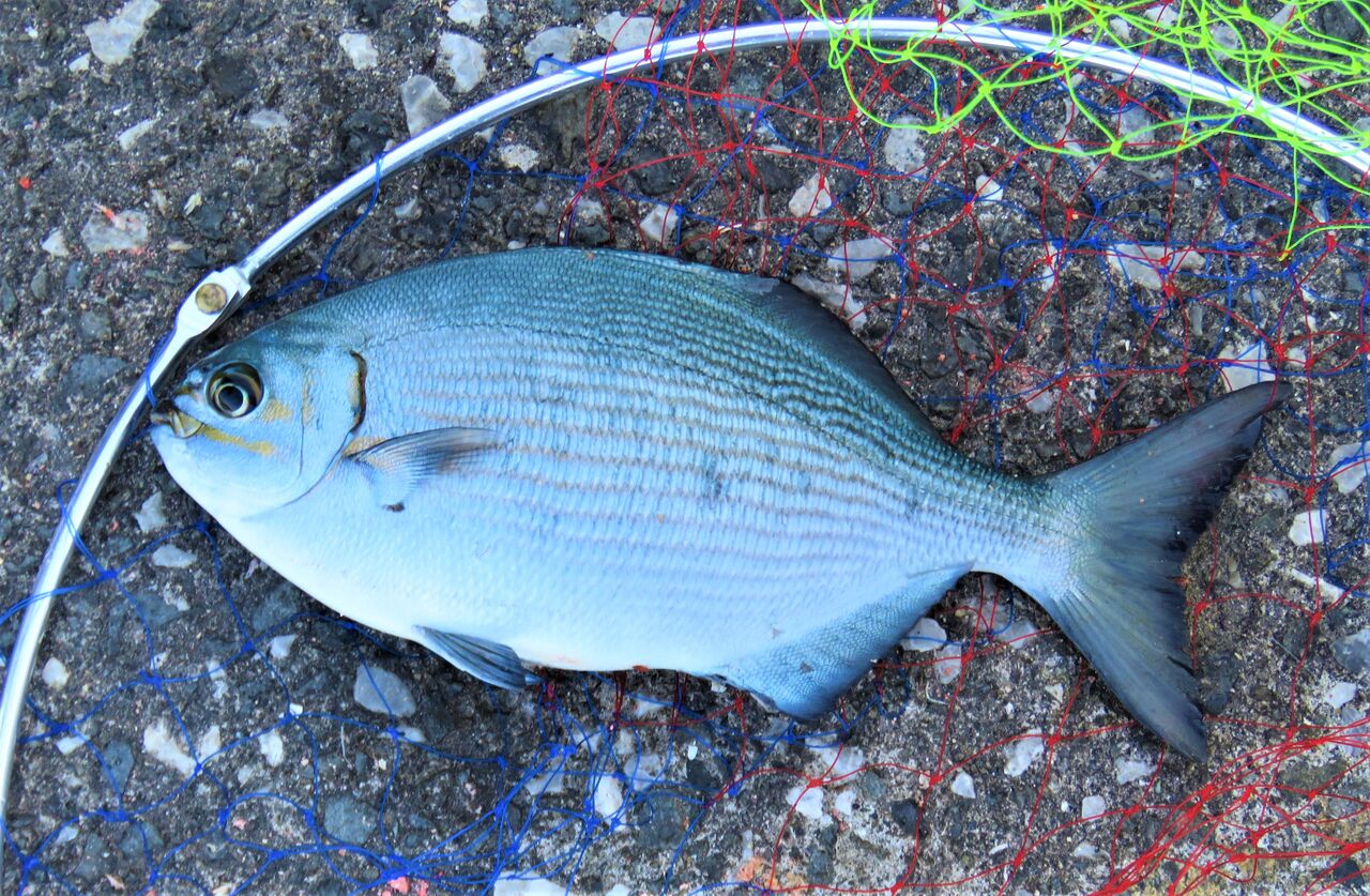 岸壁で釣った旬の磯魚をより美味しくいただく工夫 土佐料理 旬の鰹がゆく 岸壁で釣った旬の磯魚をより美味しくいただく工夫 土佐料理 旬の鰹がゆく
