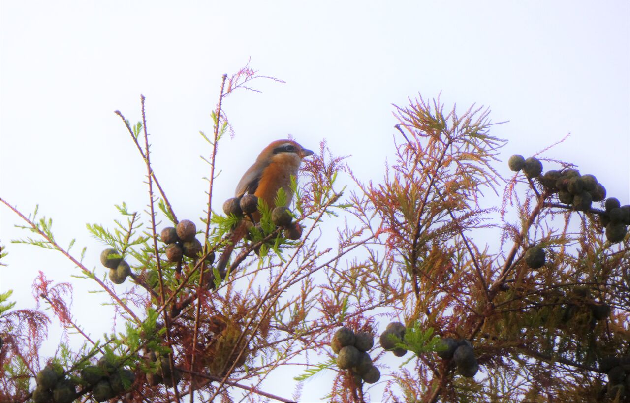 針の筵 土佐料理 旬の鰹がゆく