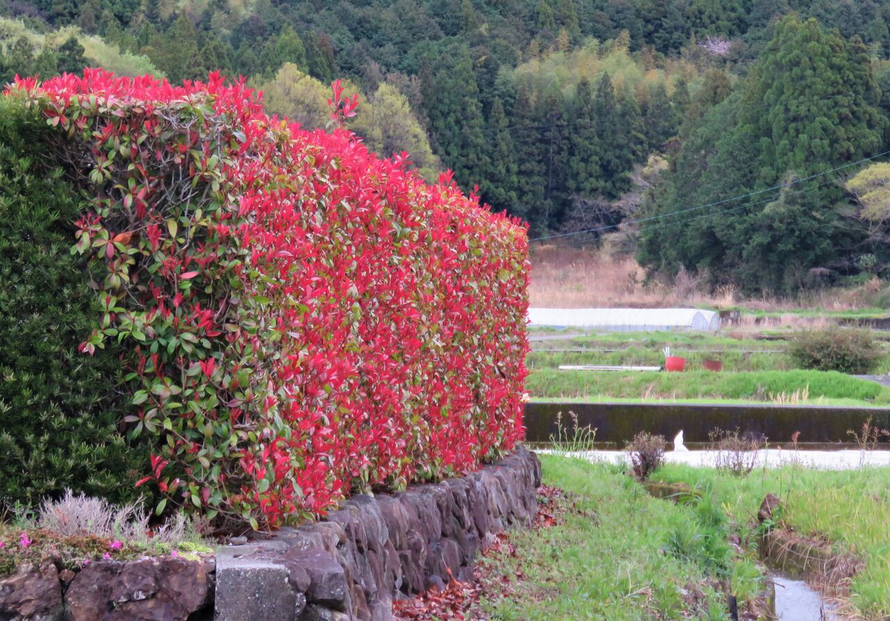 春紅葉 土佐料理 旬の鰹がゆく 春紅葉 土佐料理 旬の鰹がゆく