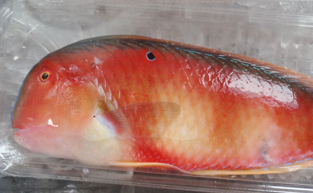 魚です❣️0703 テンス : 土佐料理 旬の鰹がゆく！