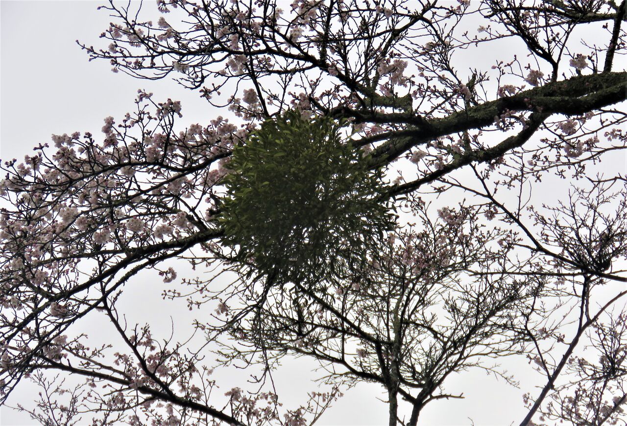 桜の樹の天狗巣と宿木 土佐料理 旬の鰹がゆく