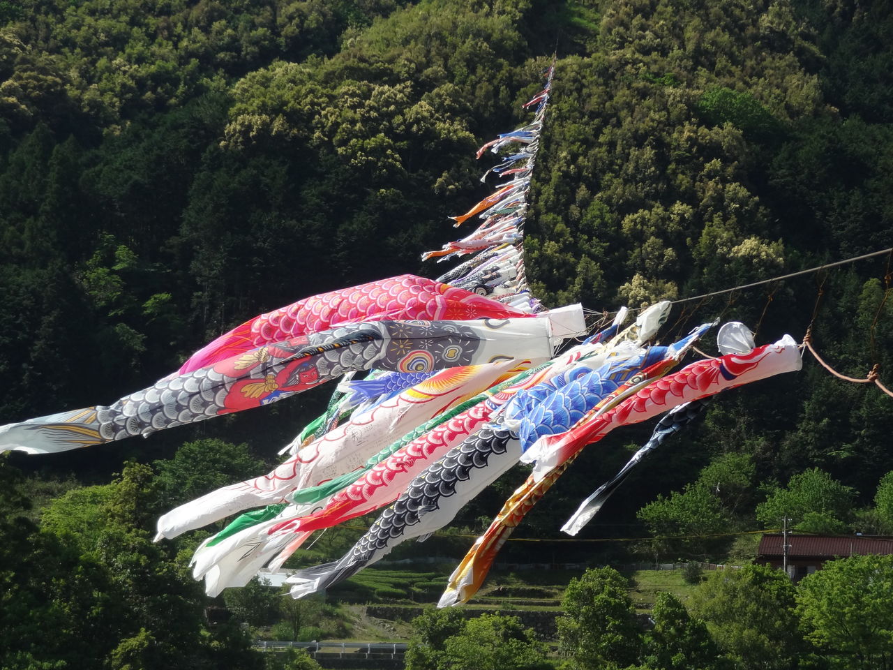 高知 端午の節句 土佐料理 旬の鰹がゆく 高知 端午の節句 土佐料理 旬の鰹がゆく
