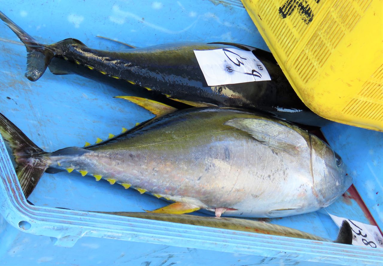秋の手結漁港で水揚げされていた大型マグロ類 土佐料理 旬の鰹がゆく
