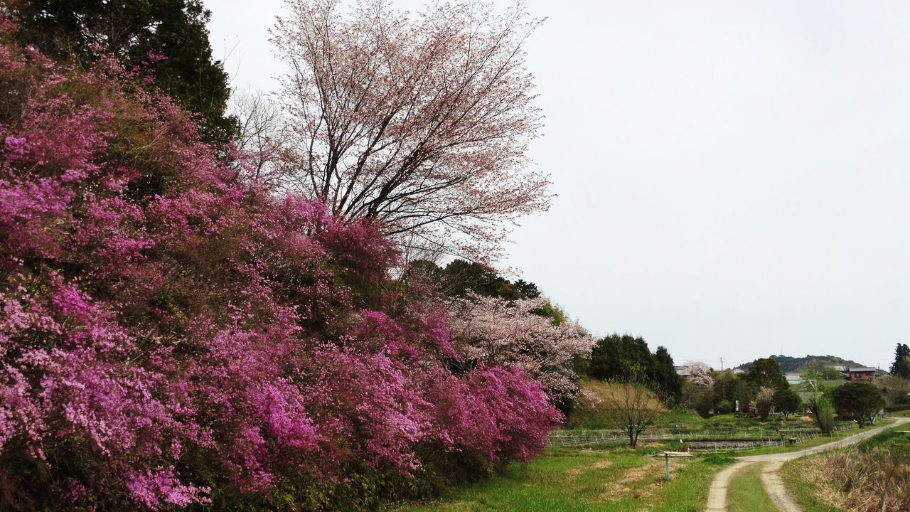 蜻蛉の季節 土佐料理 旬の鰹がゆく