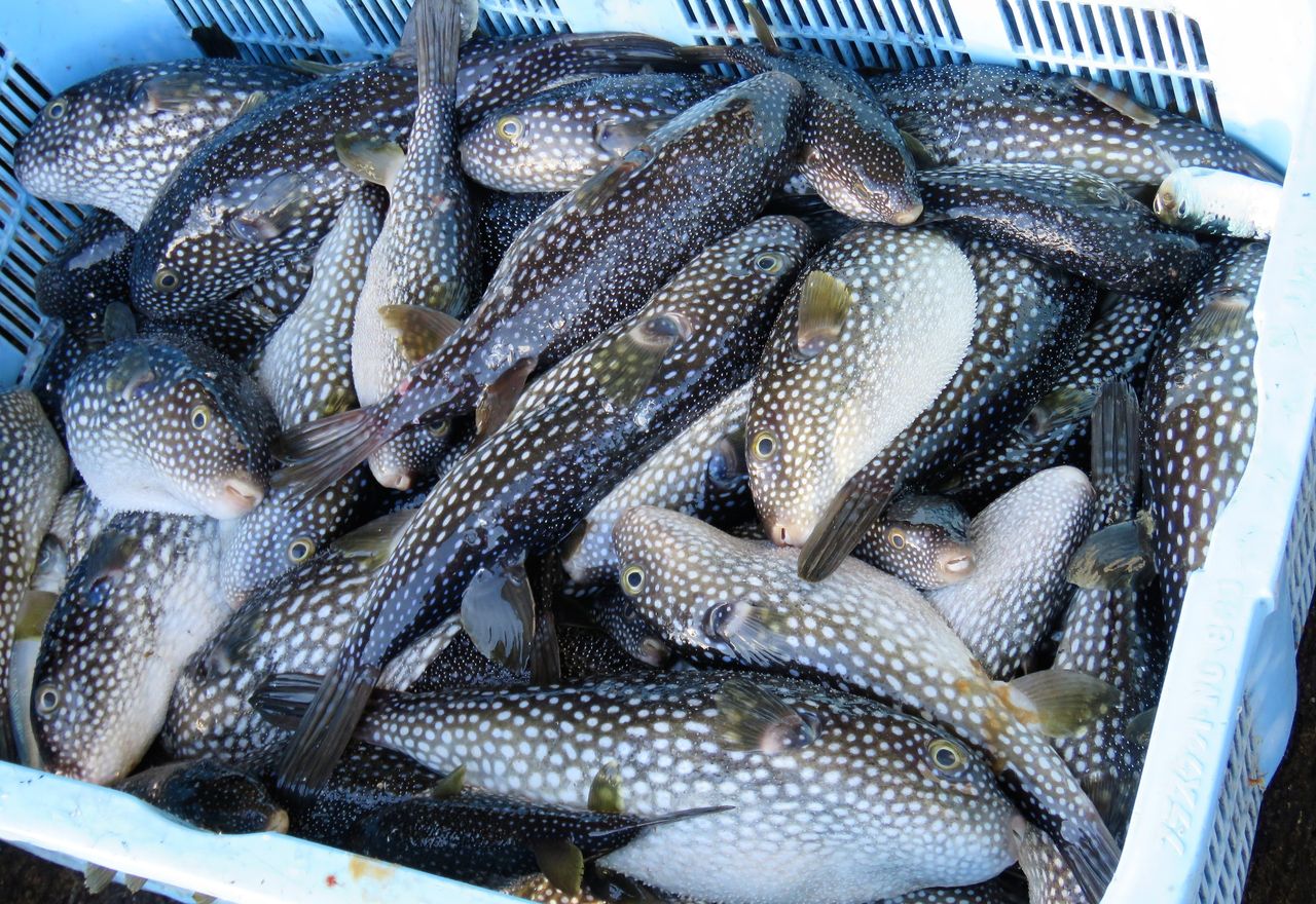 高知の珍魚 土佐料理 旬の鰹がゆく 高知の珍魚 土佐料理 旬の鰹がゆく