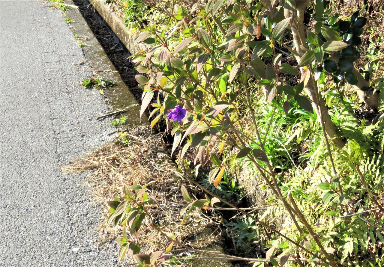 紫紺野牡丹 シコンノボタン の冬花 土佐料理 旬の鰹がゆく