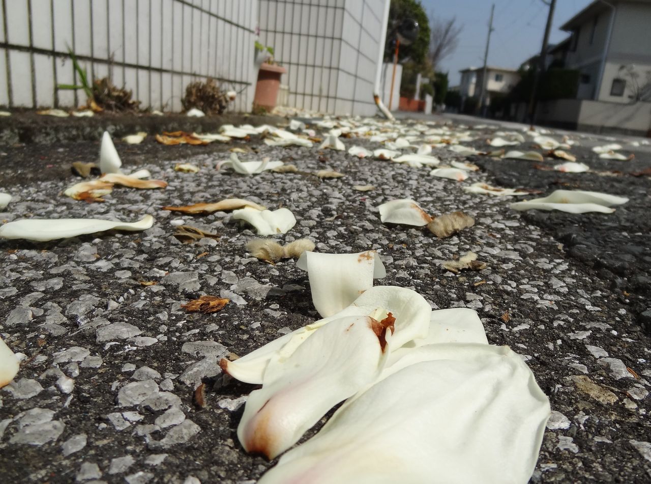 モクレン 土佐料理 旬の鰹がゆく