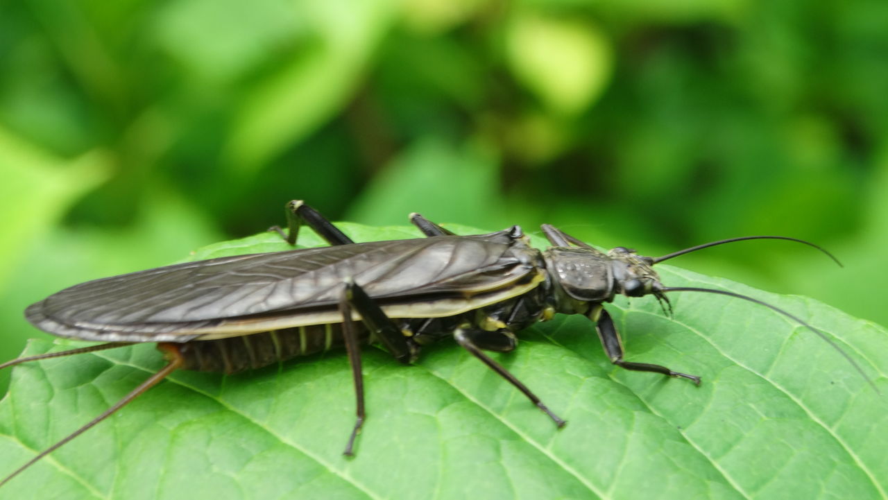 ナガカワゲラでしょうか 土佐料理 旬の鰹がゆく ナガカワゲラでしょうか 土佐料理 旬の鰹がゆく