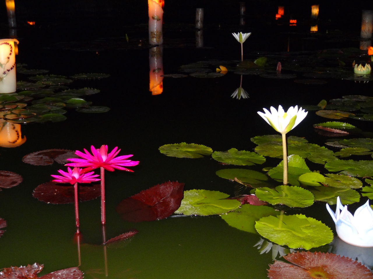 モネの庭 夜の睡蓮池 土佐料理 旬の鰹がゆく