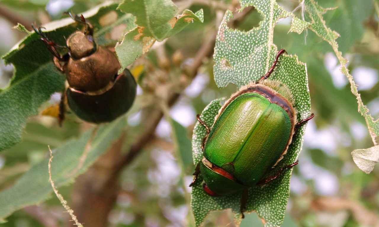 コガネムシ 土佐料理 旬の鰹がゆく
