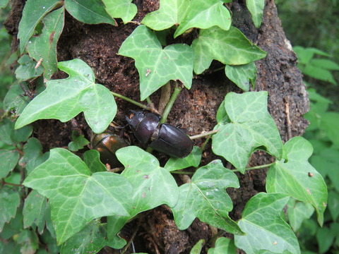 ノコギリクワガタ♀