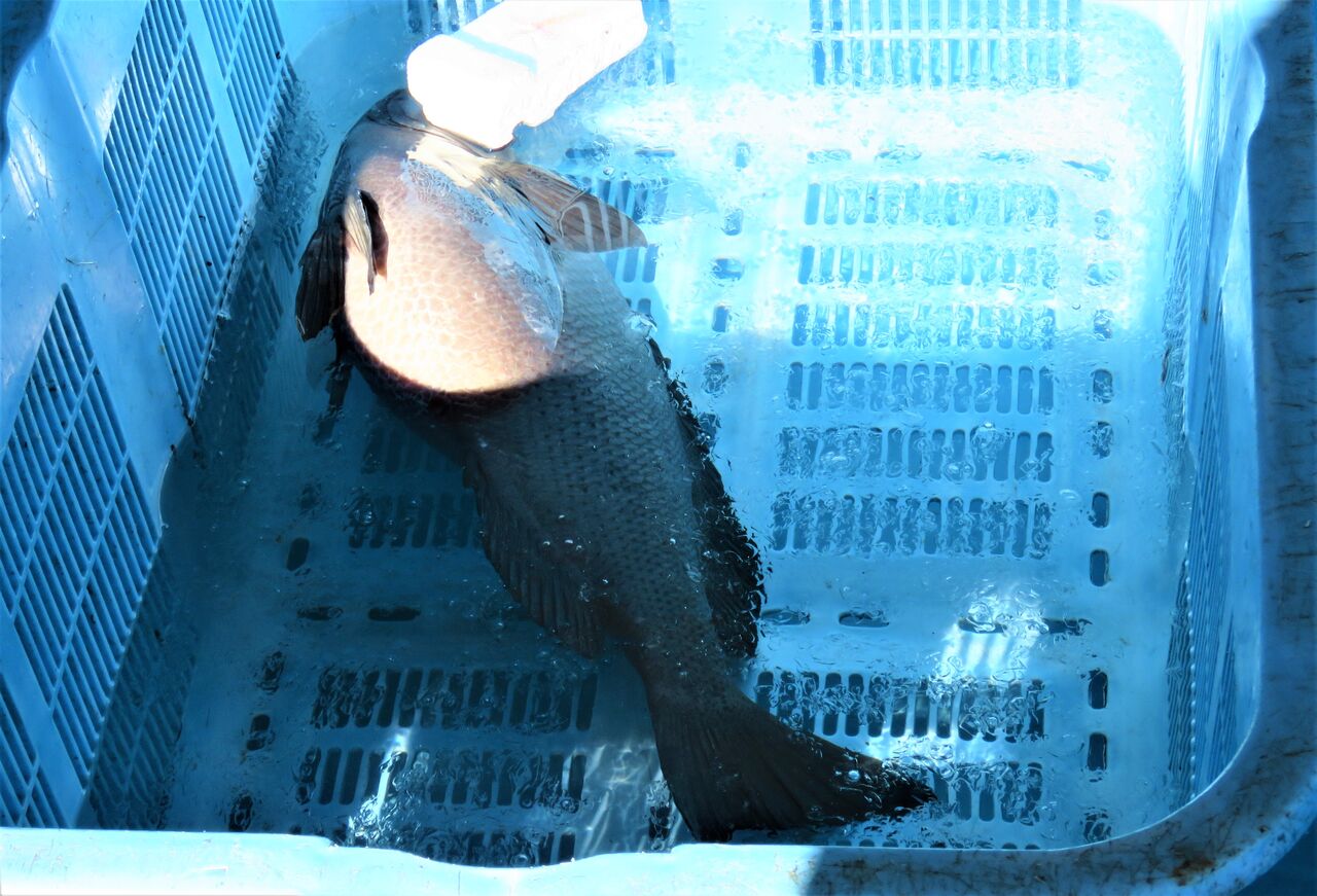高知の釣り 土佐料理 旬の鰹がゆく 高知の釣り 土佐料理 旬の鰹がゆく