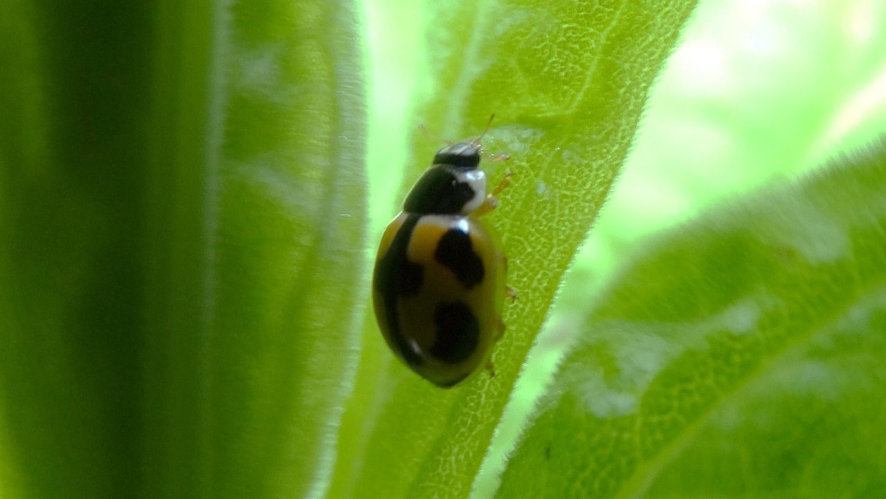 セイタカアワダチソウヒゲナガアブラムシとヒメカメノコテントウ 土佐料理 旬の鰹がゆく セイタカアワダチソウヒゲナガアブラムシとヒメカメノコテントウ 土佐料理 旬の鰹がゆく