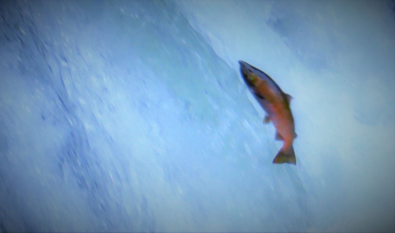 柳葉魚は北海道一部河川限定の遡河回遊魚 : 土佐料理 旬の鰹がゆく！