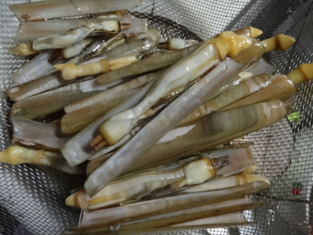 マテガイ 土佐料理 旬の鰹がゆく マテガイ 土佐料理 旬の鰹がゆく