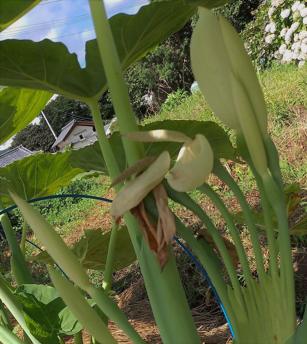 ラン科植物のクローン増殖 ラン科植物のクロ-ン増殖 | 富山 昌克 |本 | 通販 | Amazon