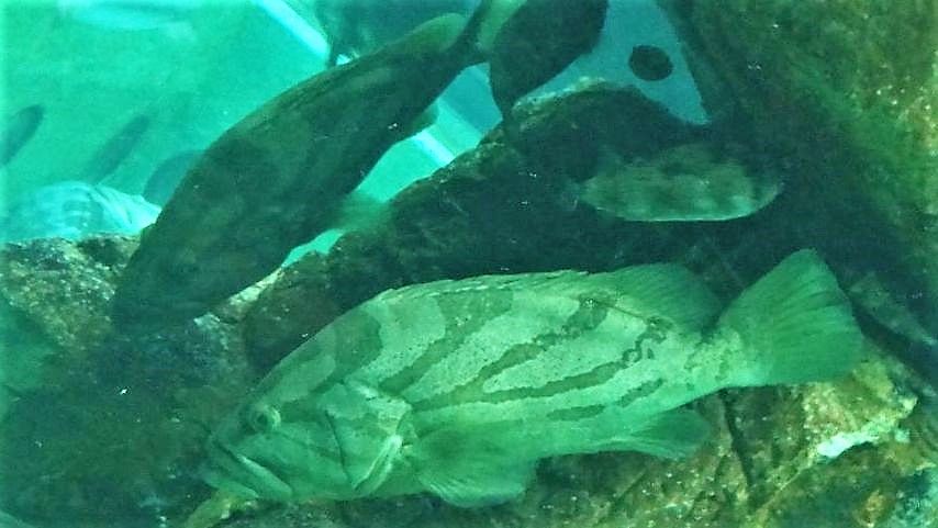 室戸のマハタ属を料理する 土佐料理 旬の鰹がゆく