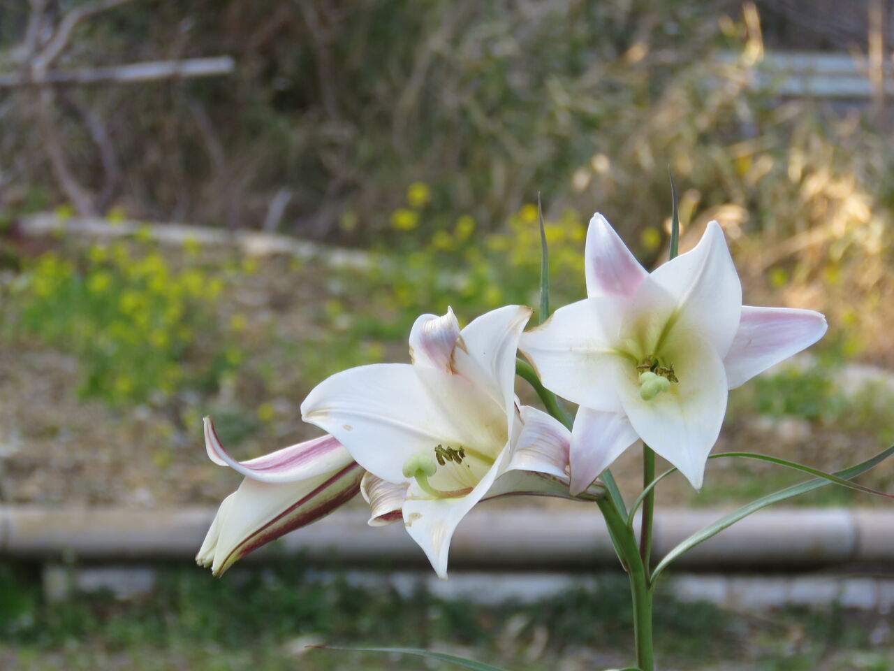 高知の花 土佐料理 旬の鰹がゆく