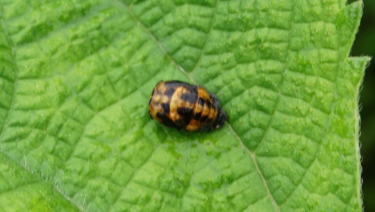 ナミテントウ 土佐料理 旬の鰹がゆく