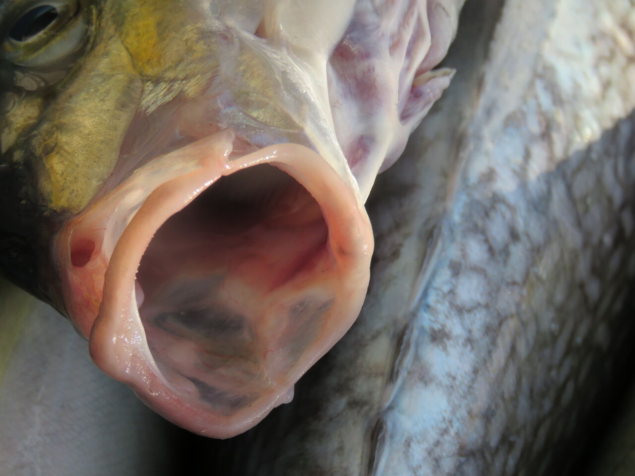 魚の吻形状で分かる事 土佐料理 旬の鰹がゆく 魚の吻形状で分かる事 土佐料理 旬の鰹がゆく