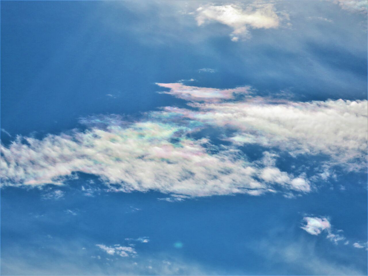 虹色気分 土佐料理 旬の鰹がゆく