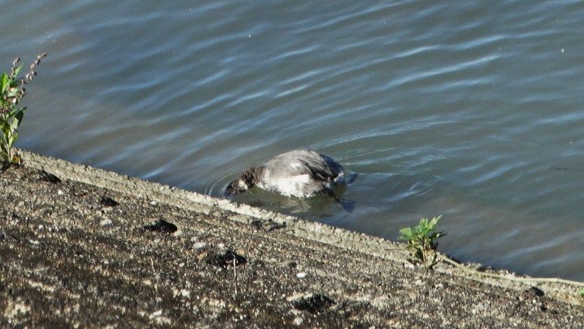 ハジロカイツブリ 土佐料理 旬の鰹がゆく