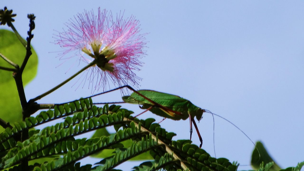 シコクキリギリス 土佐料理 旬の鰹がゆく