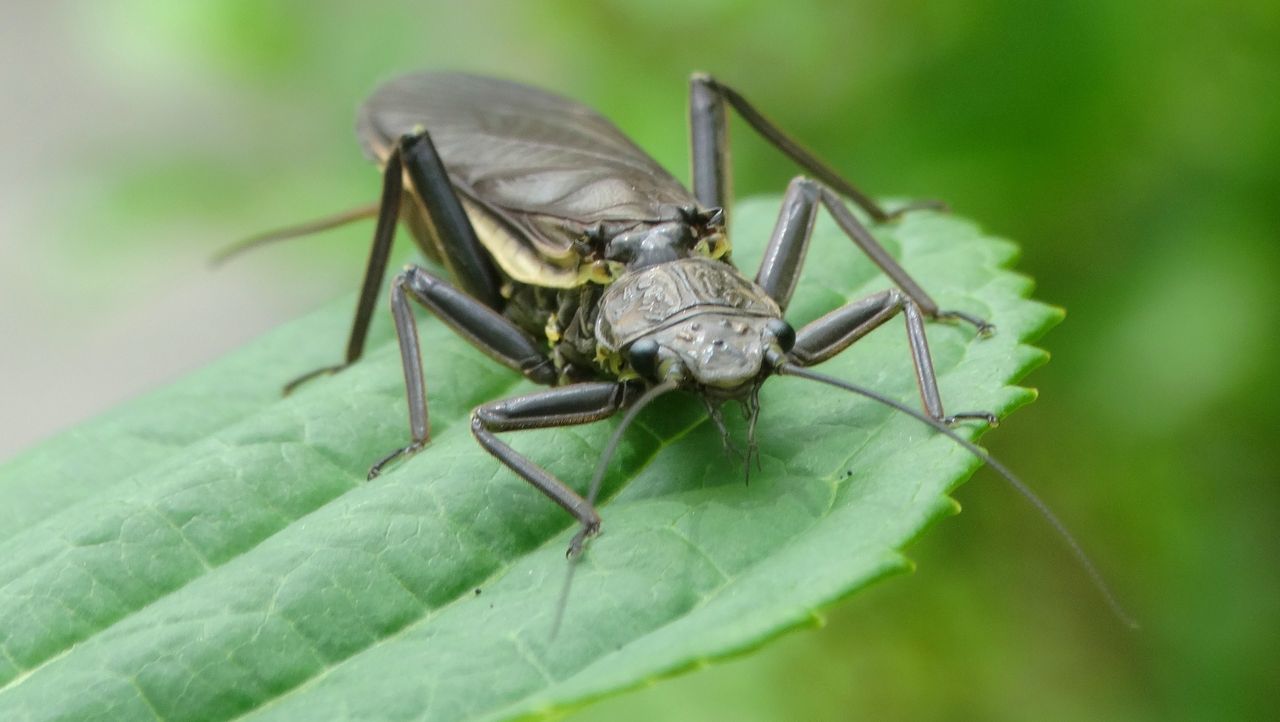 ナガカワゲラでしょうか 土佐料理 旬の鰹がゆく ナガカワゲラでしょうか 土佐料理 旬の鰹がゆく
