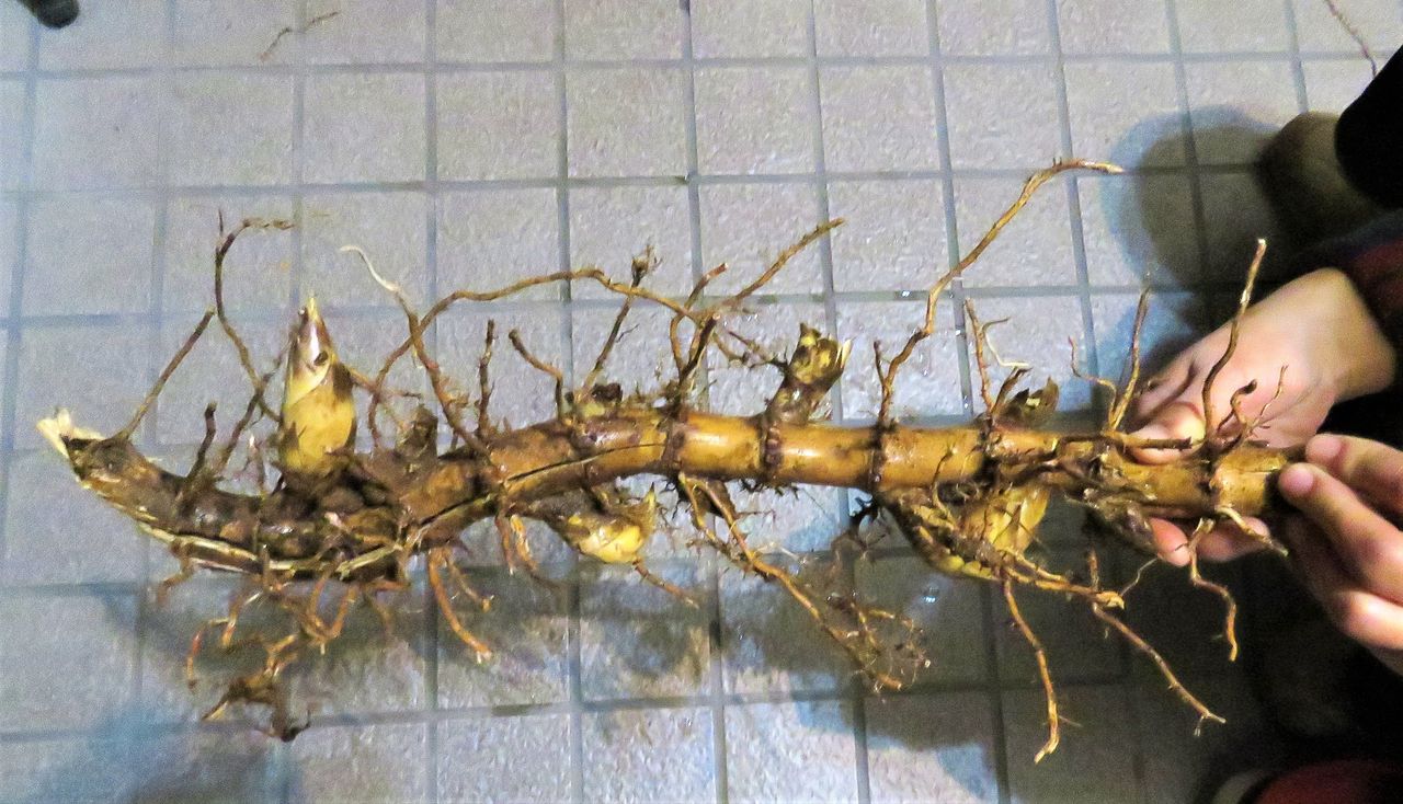 淡竹の筍ベビー立春の筍収穫 土佐料理 旬の鰹がゆく