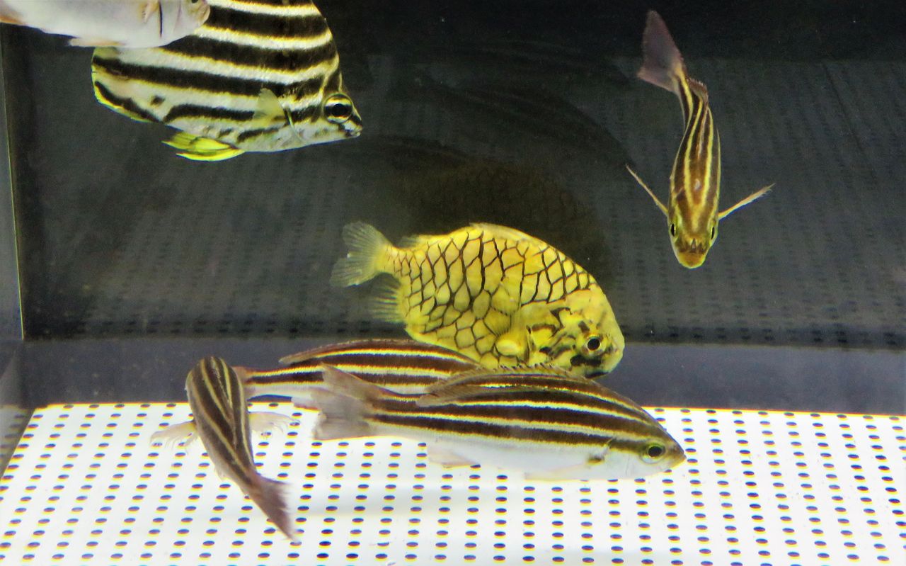 マツカサウオ 土佐料理 旬の鰹がゆく マツカサウオ 土佐料理 旬の鰹がゆく