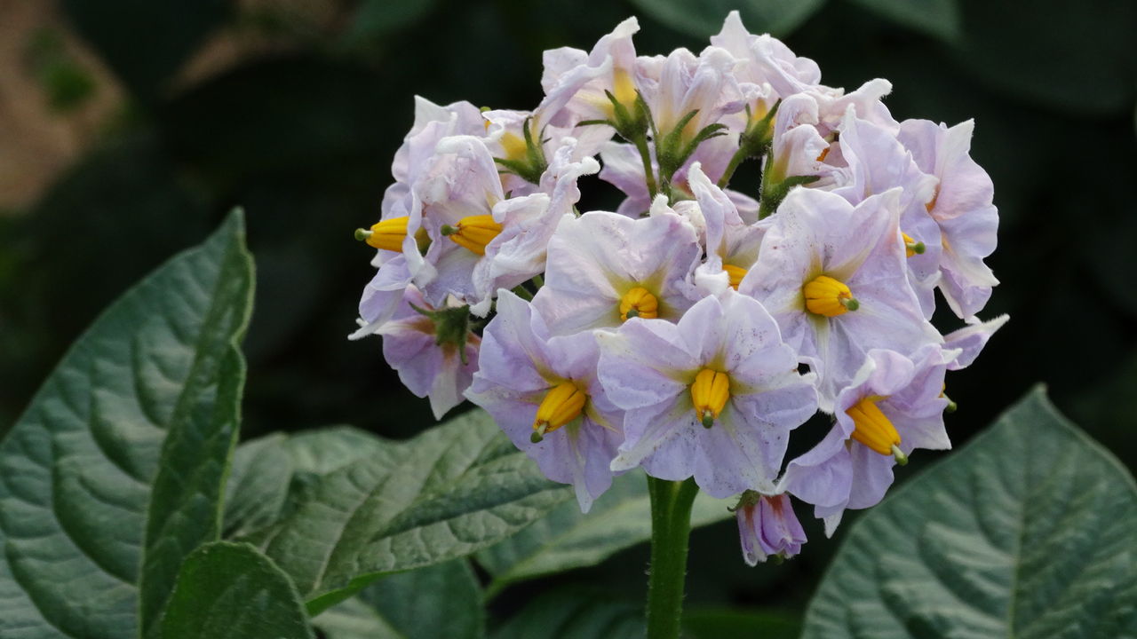 お助け芋の花 土佐料理 旬の鰹がゆく